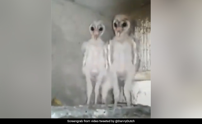 'Aliens' In Viral Video With 12 Million Views Turn Out To Be...