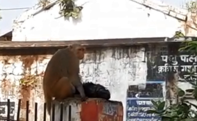 करंट लगने पर अपने बच्चे को पशु अस्पताल लेकर पहुंच गई बंदरिया