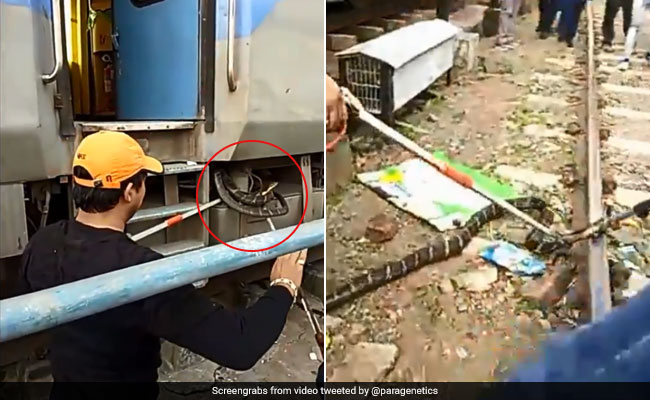 10-Foot King Cobra Removed From Train In Uttarakhand. Watch