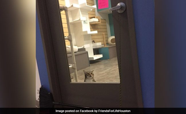 Rogue Shelter Cat Is Viral For "Repeatedly" Letting Other Cats Out