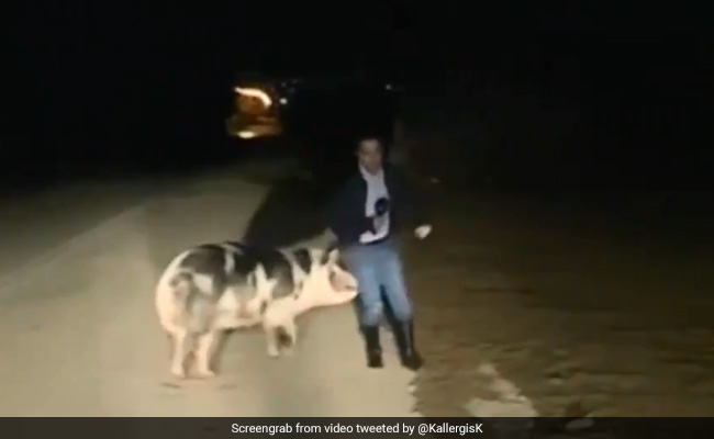 Reporter Chased By Pig On Live TV In Hilarious Video