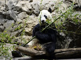 Farewell, Postcards As Washington Prepares To Send Last Panda Cub To China Farewell, Postcards As Washington Prepares To Send Last Panda Cub To China