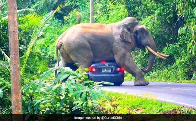 बीच सड़क चलती कार के ऊपर बैठ गया हाथी, घबराकर ड्राइवर ने किया ऐसा... देखें VIDEO
