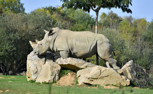 World's Oldest Captive White Rhino Dies At 55 In French Zoo