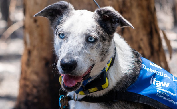 Meet "Bear", The Dog Rescuing Koalas In Australian Bushfires