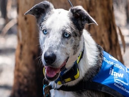 Meet "Bear", The Dog Rescuing Koalas In Australian Bushfires Meet "Bear", The Dog Rescuing Koalas In Australian Bushfires
