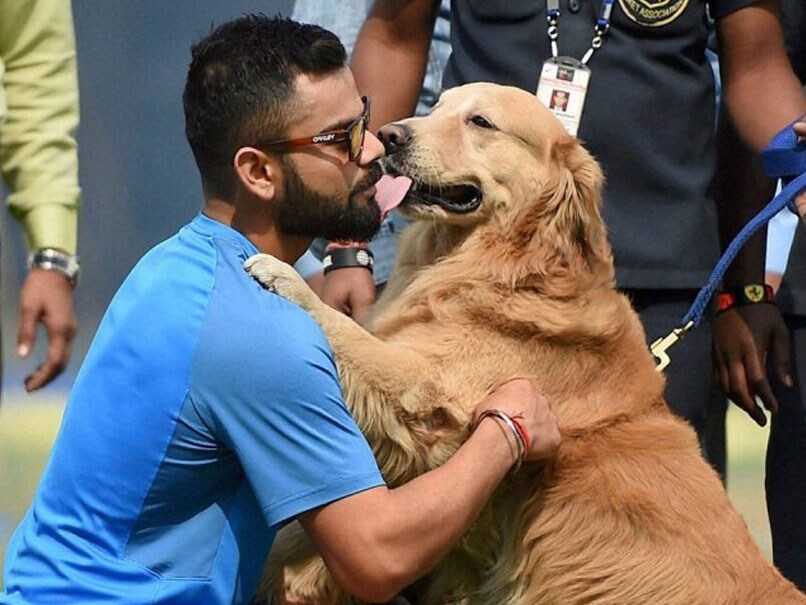 Because of this work Virat Kohli becomes person of the year of Peta India Because of this work Virat Kohli becomes person of the year of Peta India
