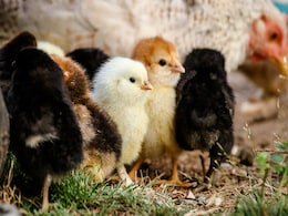 Farmer Buries Chickens Alive After Fall In Prices Due To Coronavirus Farmer Buries Chickens Alive After Fall In Prices Due To Coronavirus