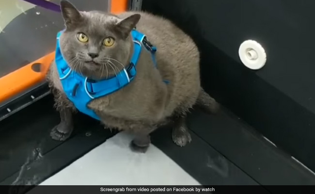 Watch: This Cat Who Hates Working Out Is Very Relatable