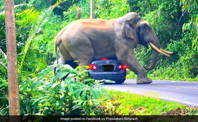 Elephant Sits On Car In Viral Video. Narrow Escape For Tourists Inside