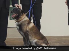 'Boy Or Girl'? US Officials Confused Over Hero Dog In Baghdadi Raid