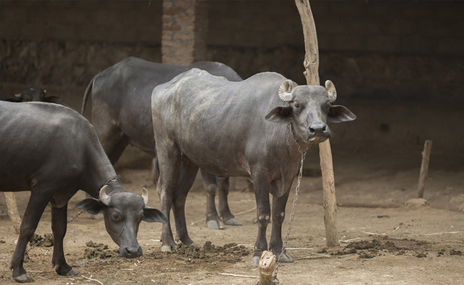 Drunk Buffaloes In Gujarat Blow Cover On Sale Of Illicit Liquor