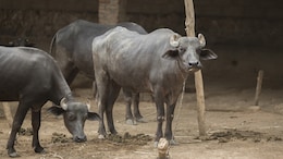 Gauhati High Court Bans Buffalo And Bulbul Fight During January