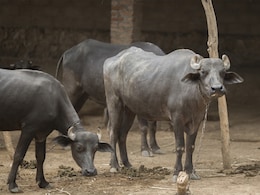 Gauhati High Court Bans Buffalo And Bulbul Fight During January Gauhati High Court Bans Buffalo And Bulbul Fight During January