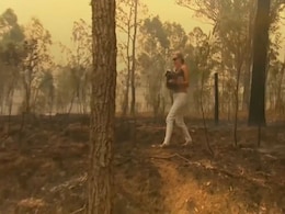 Online Fundraiser For Bushfire-Hit Koalas Tops Australia's $1 Million Online Fundraiser For Bushfire-Hit Koalas Tops Australia's $1 Million