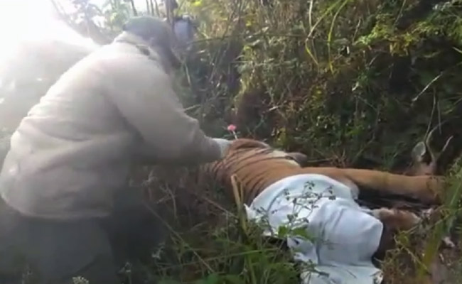 Tiger Who Killed Staff Member At Uttarakhand National Park Tranquilised