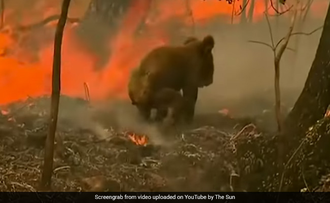 Lewis The Koala, Saved From Australian Bush Fire, Dies Days After Dramatic Rescue