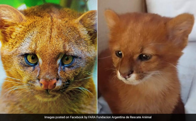 बिल्ली समझ कर जिसे पाल रही थी महिला वो निकला जंगली जानवर, देखें PICS