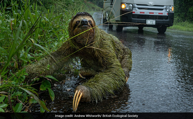 Winning Images From British Ecological Society's Photography Contest