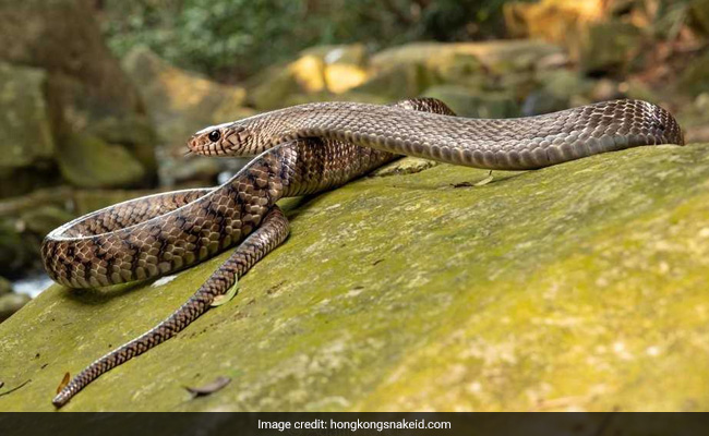 Snake At Delhi Metro Station Creates Chaos Among Passengers, Rescued
