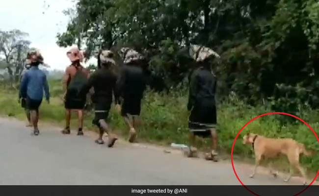 Sabarimala पहुंचने के लिए तीर्थयात्रियों के साथ 480 किलोमीटर चला कुत्ता , वायरल हुआ VIDEO