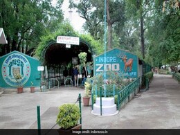 Debt-Ridden Man Enters Indore Zoo's Tiger Enclosure To Commit Suicide Debt-Ridden Man Enters Indore Zoo's Tiger Enclosure To Commit Suicide