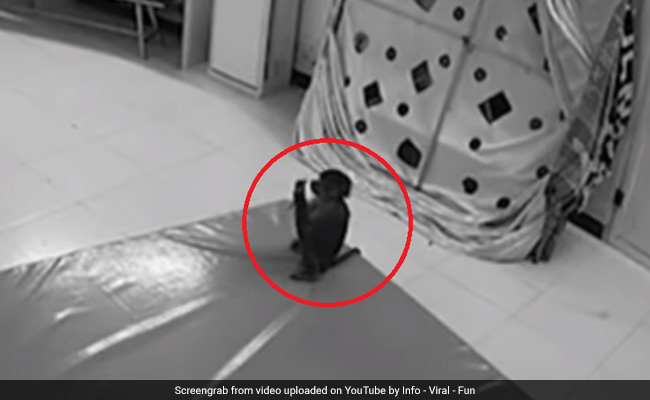VIDEO: पालतू बंदर ने उठाया मोबाइल और कर दिया किराने का सामान ऑर्डर, मालकिन ने देखा तो...