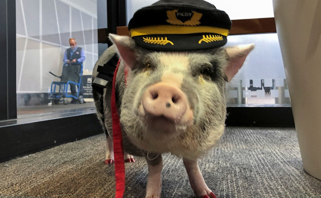 World's First Airport Therapy Pig Hogs The Limelight At San Francisco