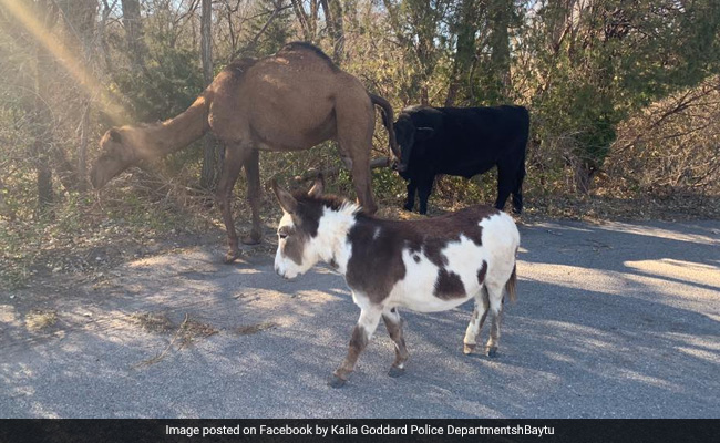 सड़क पर एक साथ घूमते दिखे ऊंट, गाय और गधा, पुलिस ने पूछा- किसी को मालूम है इनके मालिक का पता?