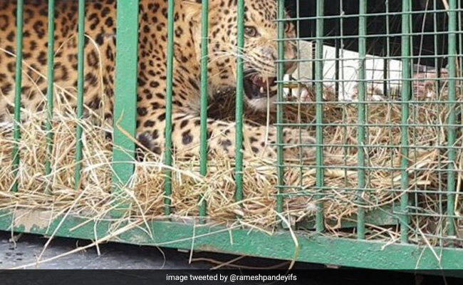 Leopard That Killed Boy, 7, In UP Trapped In Cage That Had Goat As Bait