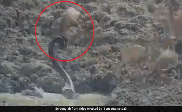 नदी में पानी पी रहे थे हिरन, नीचे से अचानक आया अजगर और हवा में उछलकर किया Attack, देखें VIDEO