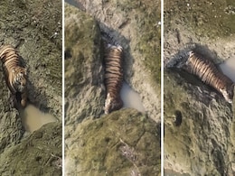 Tiger Trapped In Rocks After Jumping 35 Feet Into Maharashtra River Dies Tiger Trapped In Rocks After Jumping 35 Feet Into Maharashtra River Dies