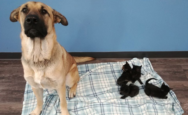 Stray Dog Found Covered In Snow, Keeping Abandoned Kittens Warm