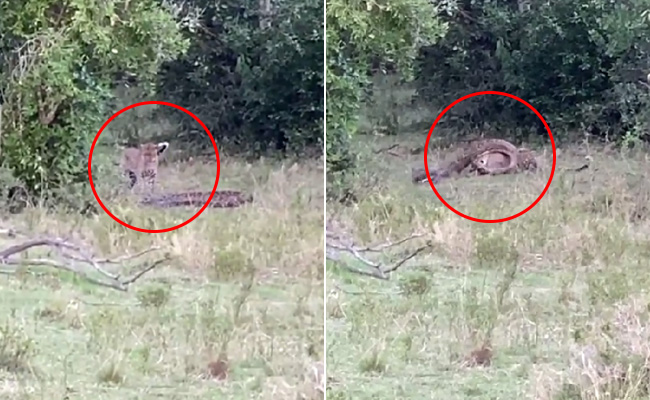 Leopard And Python Caught In A Death Match In Hair-Raising Video