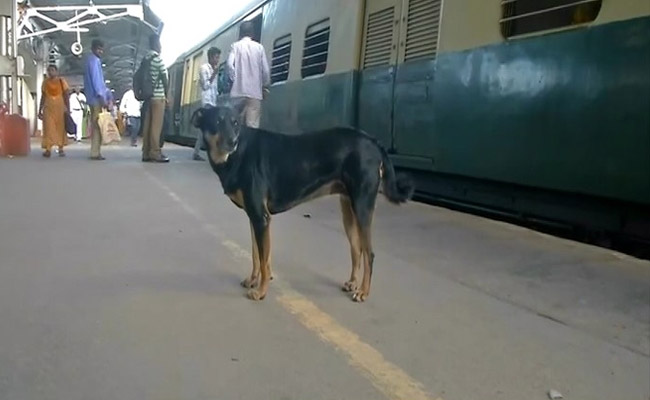 Abandoned Dog Barks At Those Flouting Rules At Chennai's Railway Station