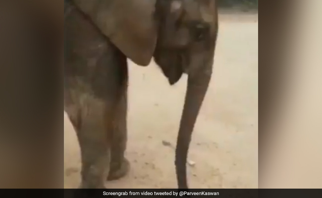 बीच सड़क पर आराम कर रहा था कछुआ, हाथी ने आकर किया कुछ ऐसा... देखें Viral Video