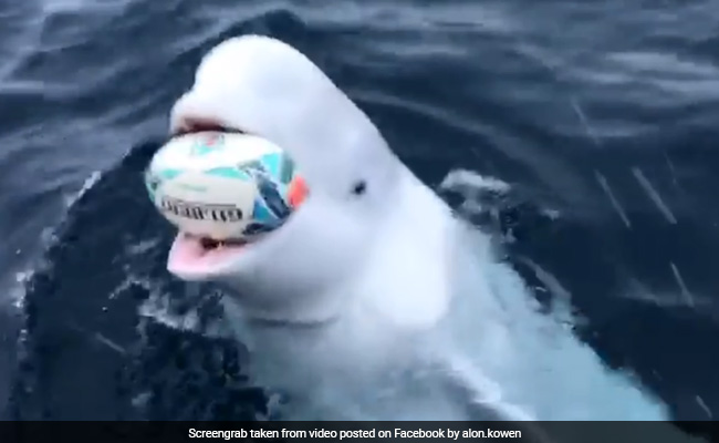 बीच समुद्र व्हेल के साथ खेलता दिखा शख्स, फेंकी गेंद तो किया ऐसा... देखें Viral Video