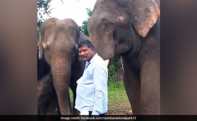 Elephant Kills Caretaker In Maharashtra's Tiger Reserve