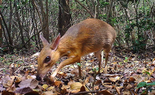 Rare Deer-Like Animal Rediscovered In Vietnam After 30 Years