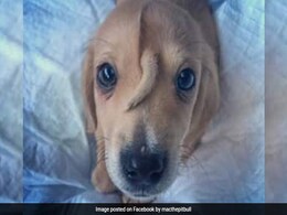 Meet Narwhal, The Puppy Born With An Extra Tail On His Head Meet Narwhal, The Puppy Born With An Extra Tail On His Head