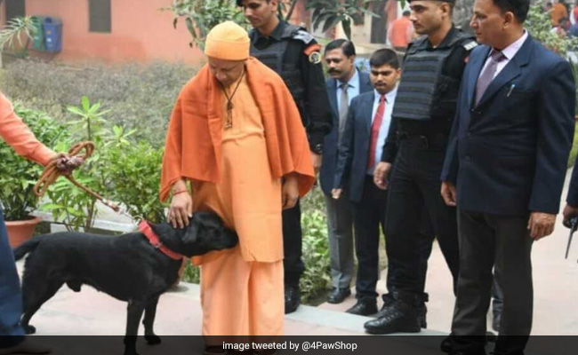 योगी आदित्यनाथ का कुत्ता खाता है पनीर, सीएम को देखकर करता है ऐसा, बना इंटरनेट सेलिब्रिटी