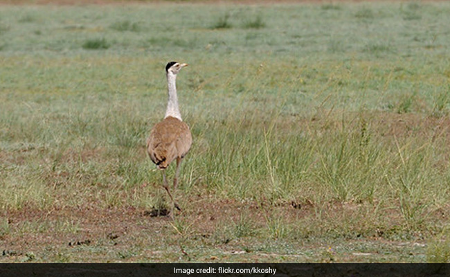 Supreme Court Appoints Experts Panel On Protecting Great Indian Bustard