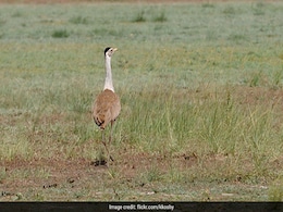 Supreme Court Appoints Experts Panel On Protecting Great Indian Bustard Supreme Court Appoints Experts Panel On Protecting Great Indian Bustard