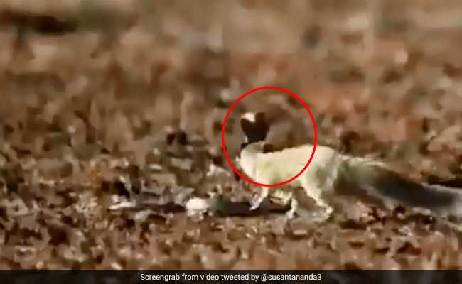 Watch How This Mongoose Escapes Deadly Cobra Strike In The Nick Of Time