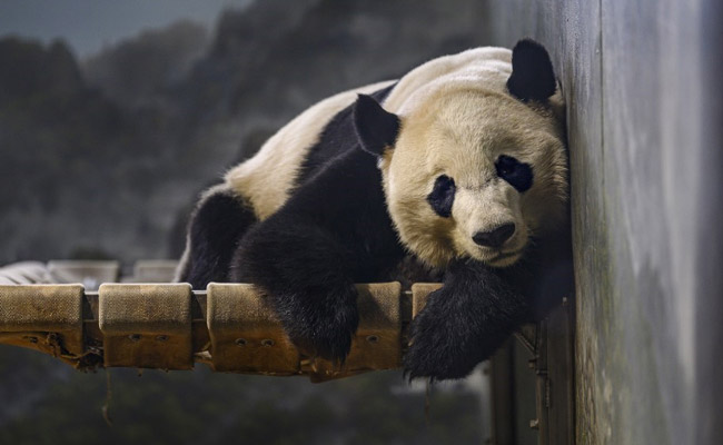 Last Panda Cub In US Leaves For China On A "Specially Equipped" Flight