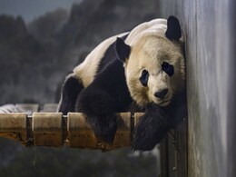 Panda Bie Bie Takes 16-Hour Flight From US To New China Home Panda Bie Bie Takes 16-Hour Flight From US To New China Home