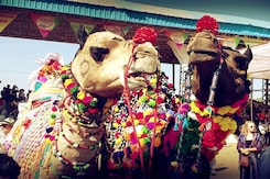 Sponsored: The Camel Beauty Contest At The Pushkar Fair Sponsored: The Camel Beauty Contest At The Pushkar Fair