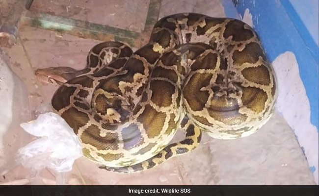 Nine-Foot Python Spotted At Taj Mahal Parking Lot, Rescued: Officials