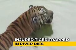 Tiger Trapped In Rocks After Jumping 35 Feet Into Maharashtra River Dies Tiger Trapped In Rocks After Jumping 35 Feet Into Maharashtra River Dies