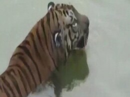 शिकार के बाद आराम करने के लिए नदी में कूदा बाघ, चट्टानों में फंसा और फिर हुआ ऐसा... शिकार के बाद आराम करने के लिए नदी में कूदा बाघ, चट्टानों में फंसा और फिर हुआ ऐसा...